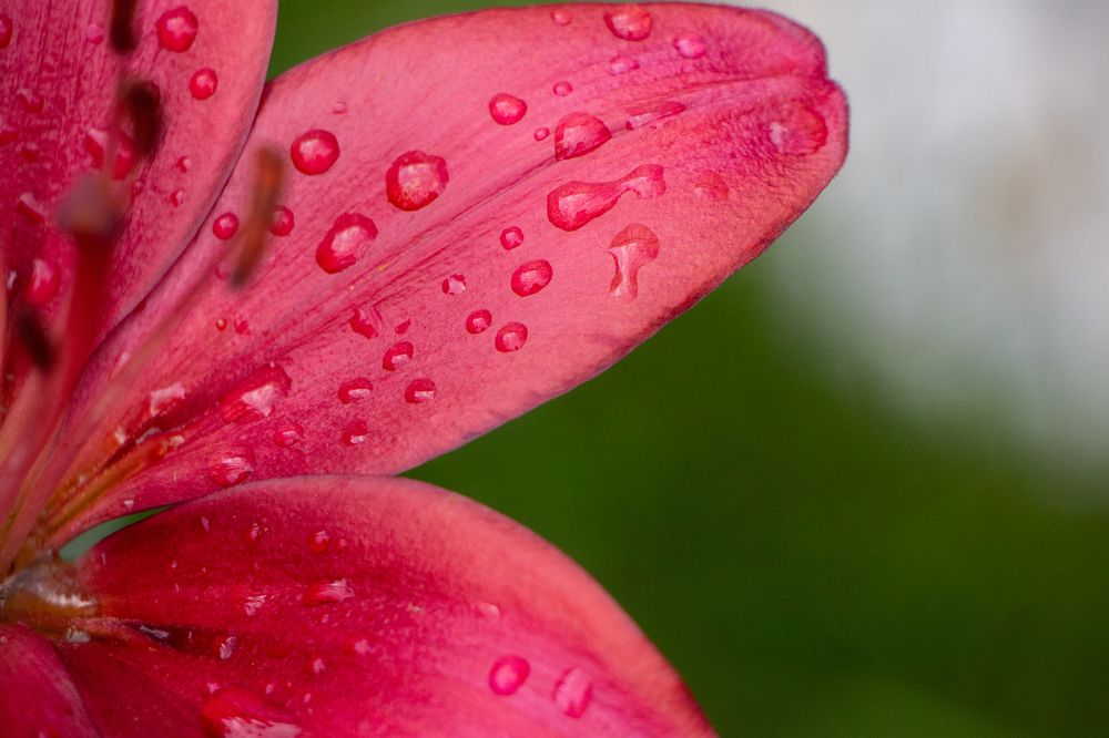 Photograph by Анжелика Сороколетова