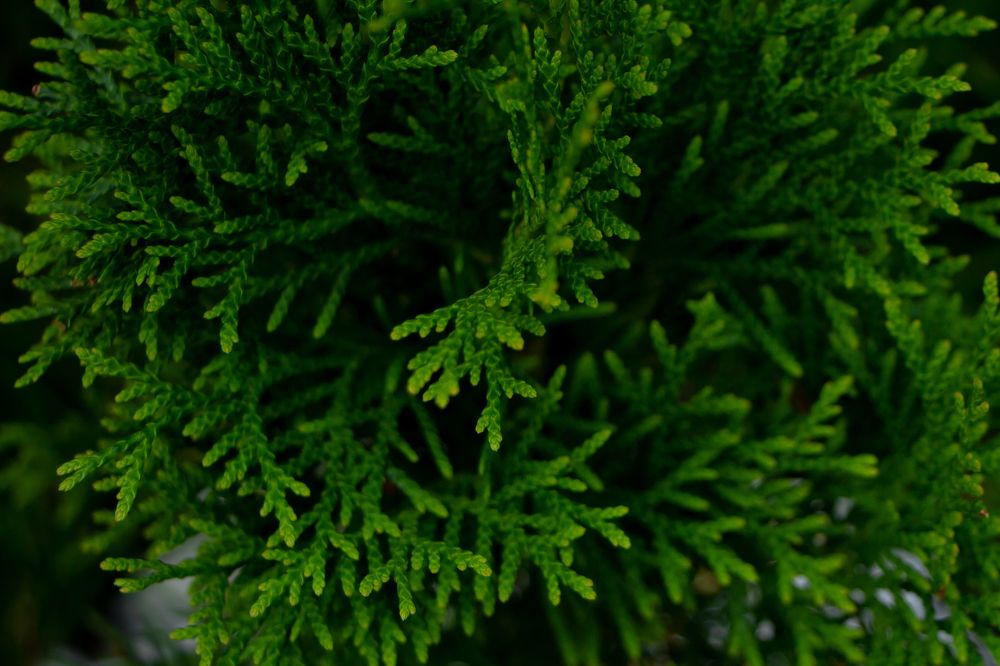 Photograph by Анжелика Сороколетова