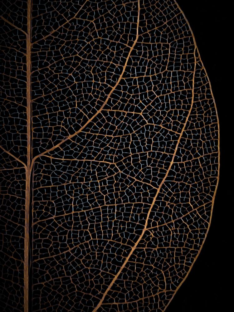 The skeleton of the leaf
