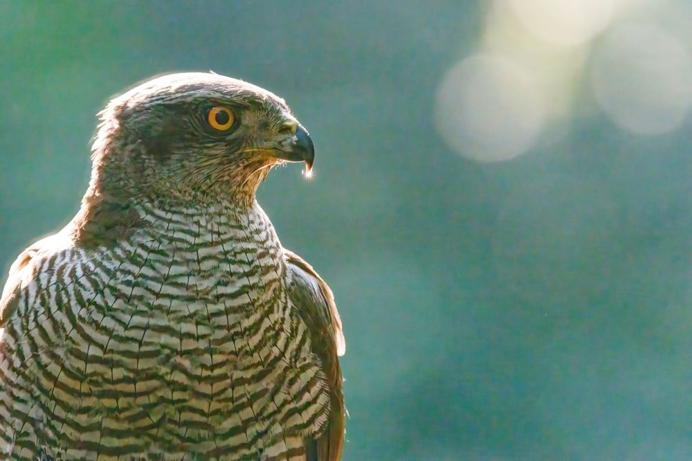 Photograph by Chris Brain