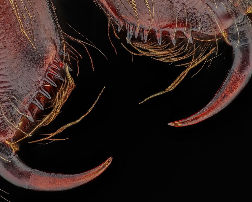 chelicerae Eratigena atrica