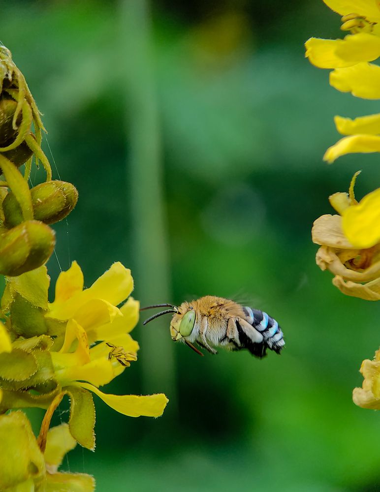 Photograph by Abir Hazra