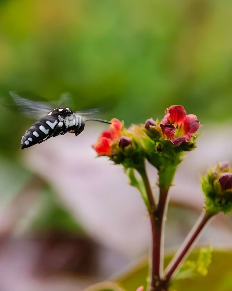 Photograph by Abir Hazra