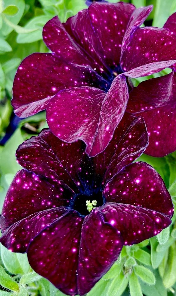 Photograph by Ирина