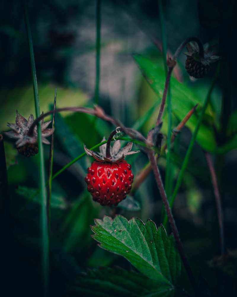 Фотография автора Сергей Рыженко