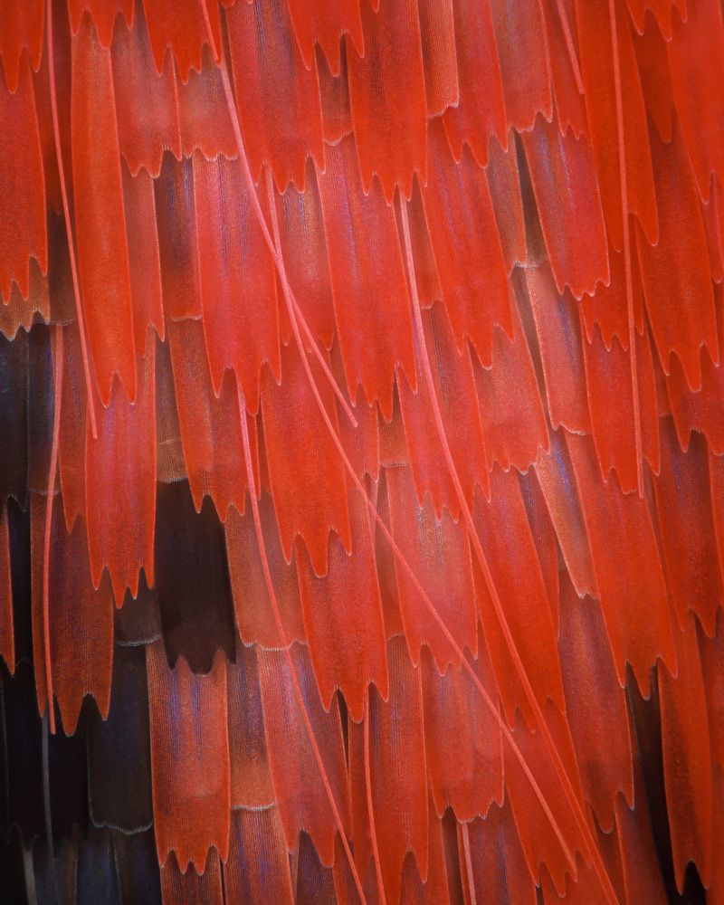 scales of Catocala promissa 40x