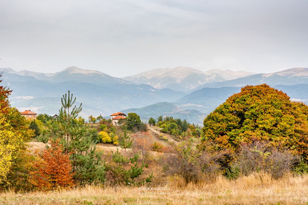 Фотография автора Елена Караилиева