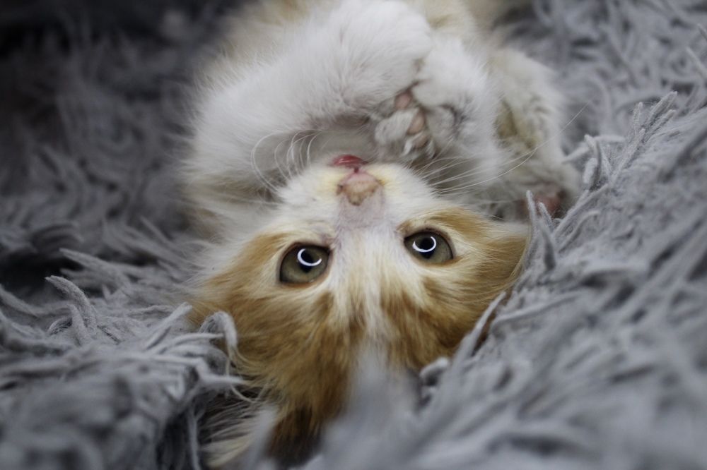 Photograph by Alina Kochneva