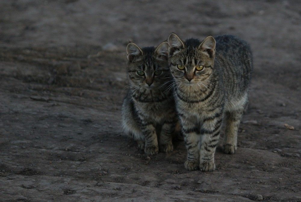 Photograph by Елена Федорова