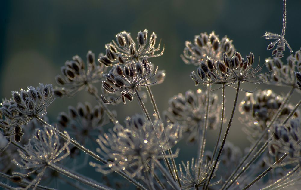 Photograph by Елена Кошелева