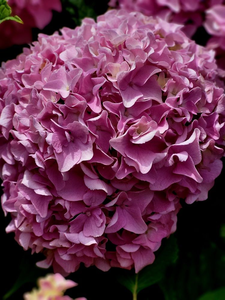 Фотография автора Ольга Дубалеко