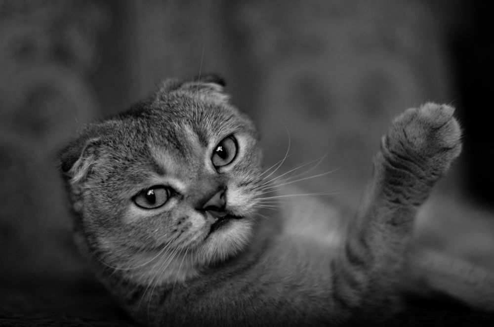 Photograph by Александра Пестина