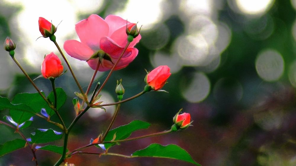 Photograph by 