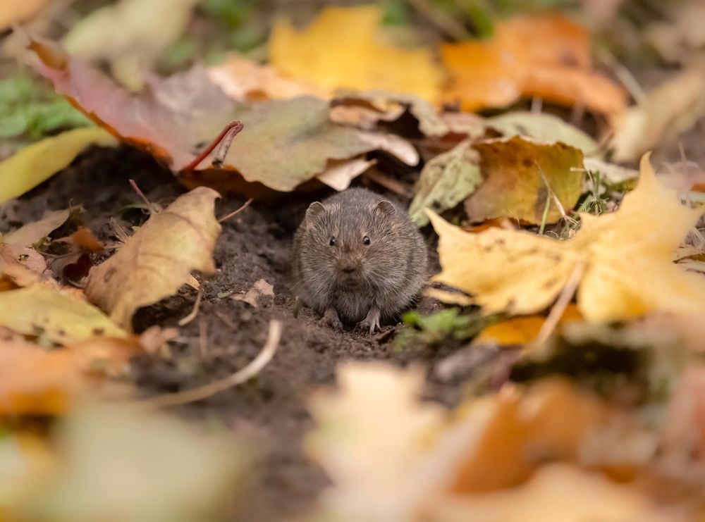 Photograph by Елена Хорохорина