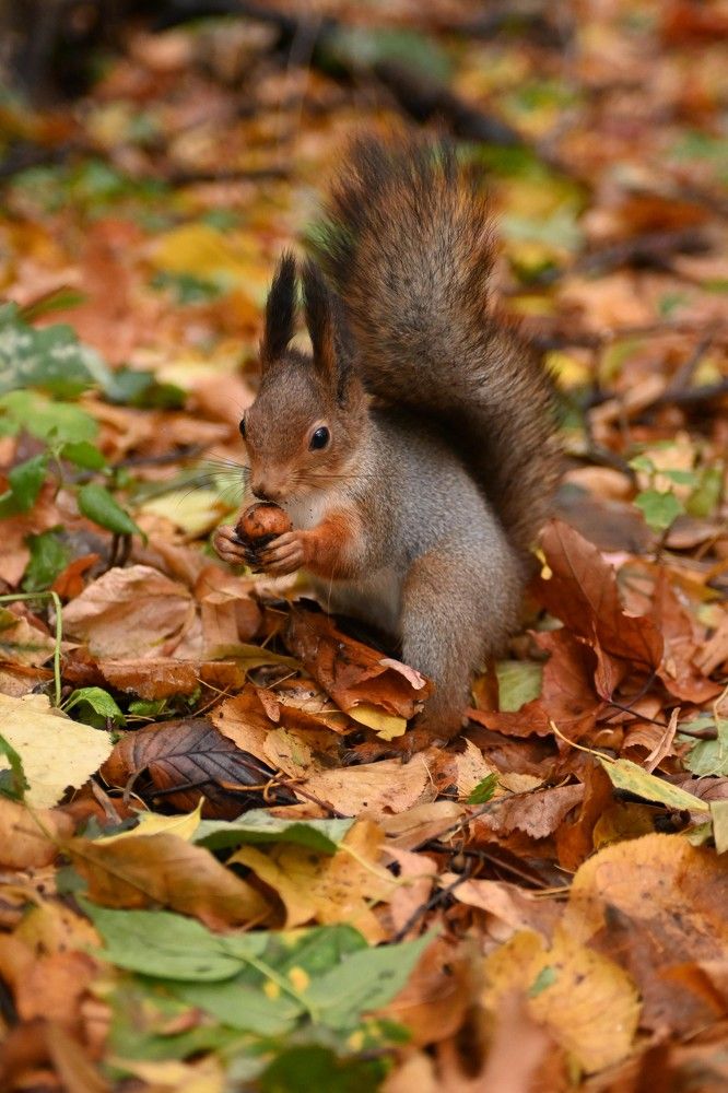 Фотография автора Анастасия Дементьева
