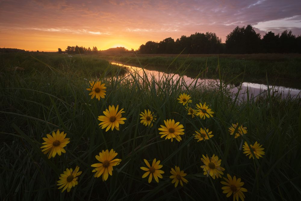 Летнее утро