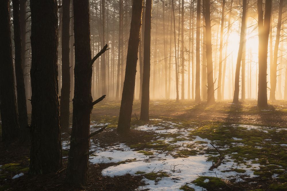 Утро в апрельском лесу