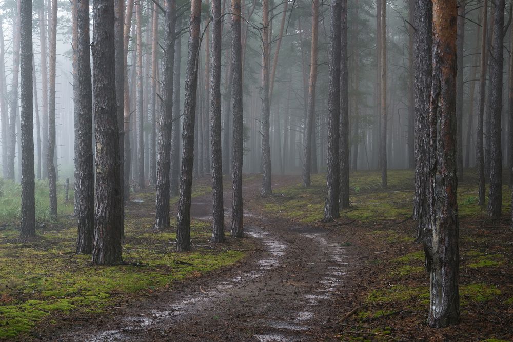 По лесной дороге