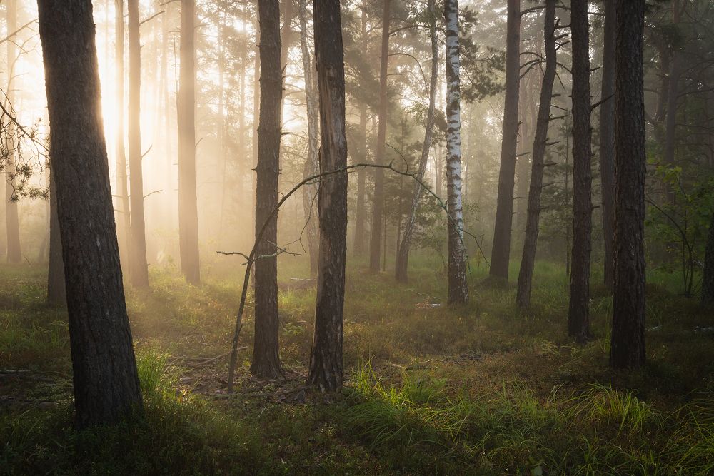 Утренний свет в лесу