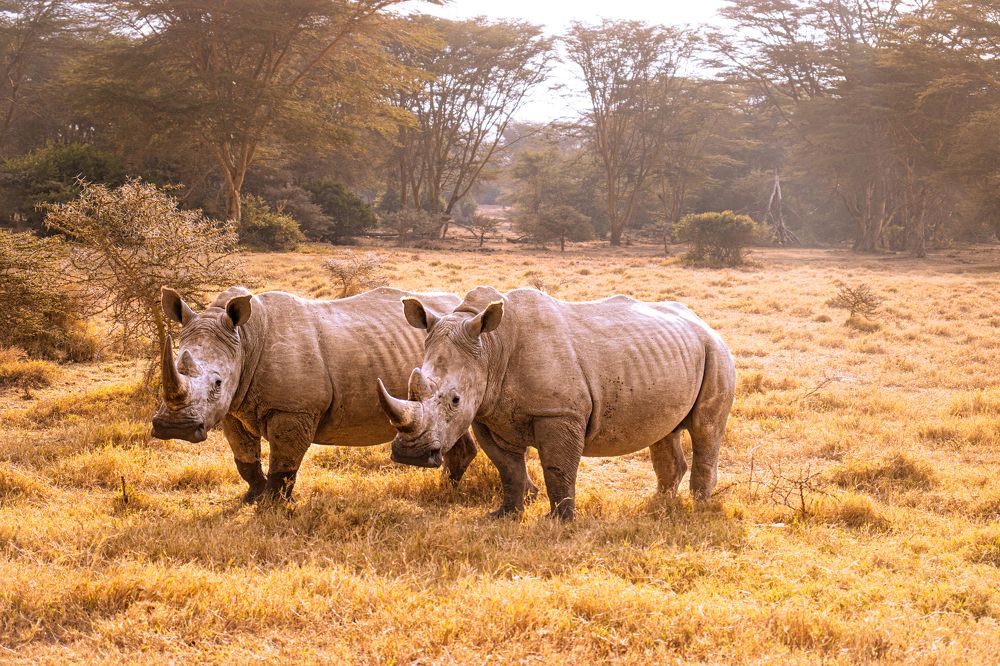 Photograph by Florence