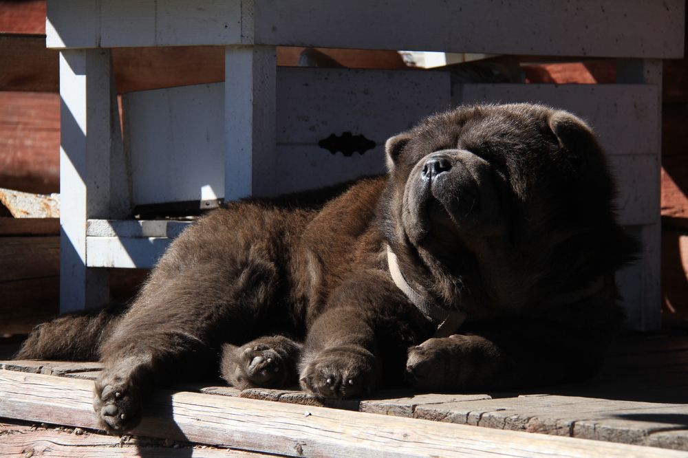 Фотография автора Анастасия Зверева