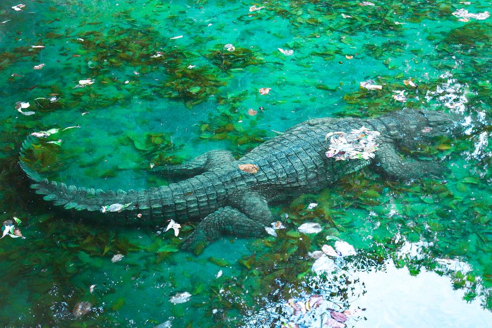 Photograph by Florence