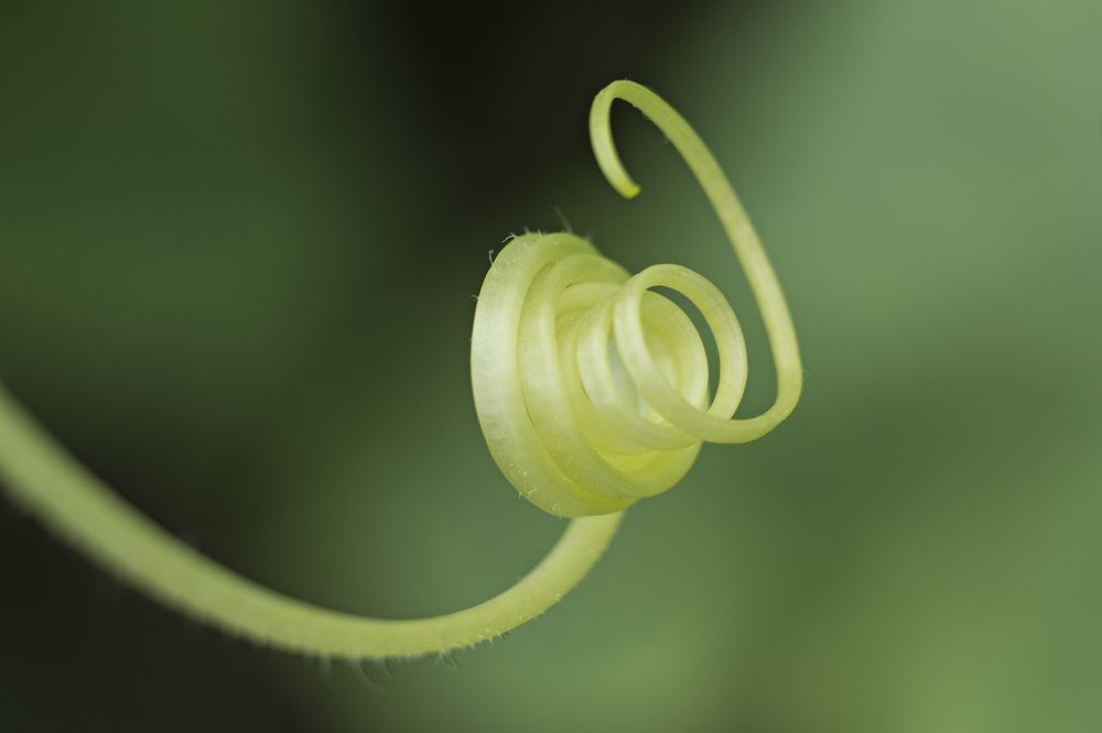 Фотография автора Елена Самофалова