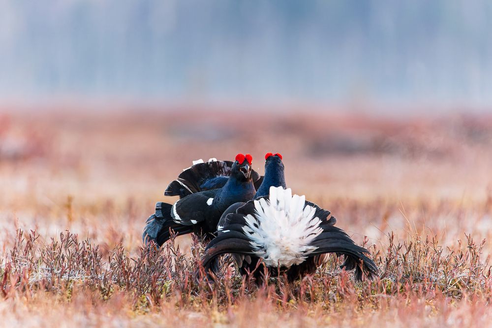 Photograph by Александр Ильин