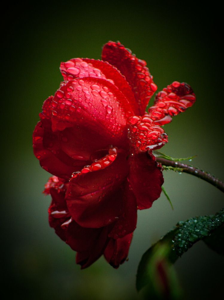 Photograph by Галина Литвинова