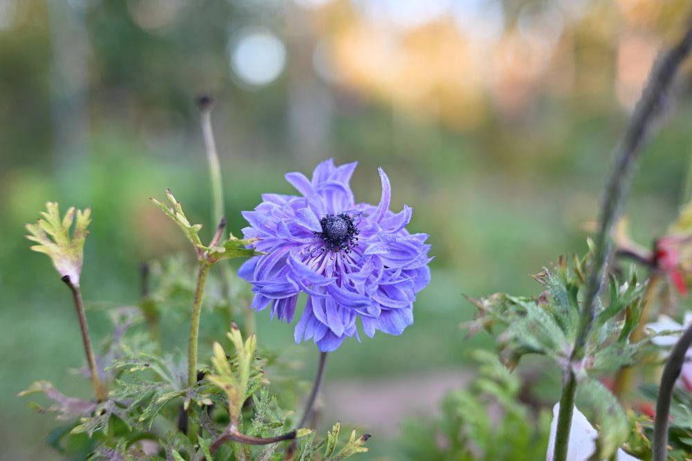 Анемона Лорд лейтенант