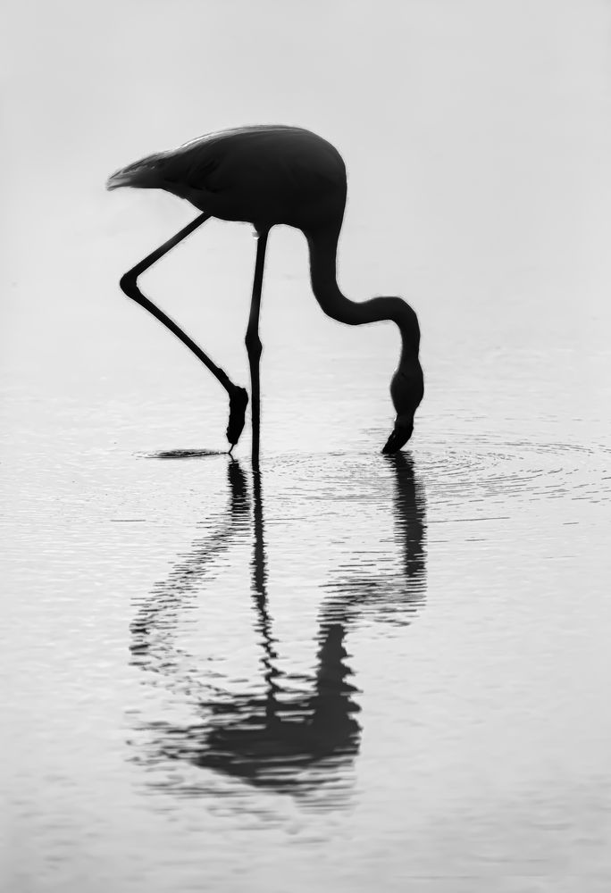 Silhouette de flamant rose