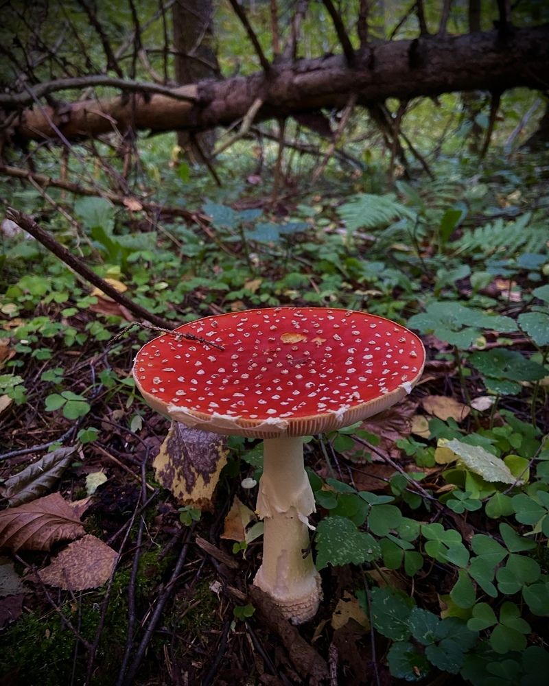 Photograph by Ирина