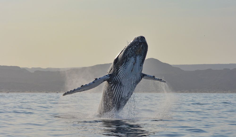 Photograph by Franco