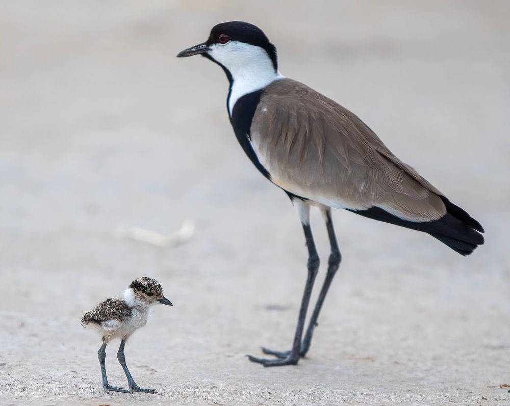 Under parental supervision