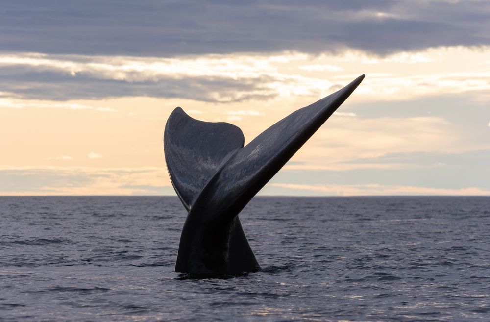 Photograph by Franco Cruz