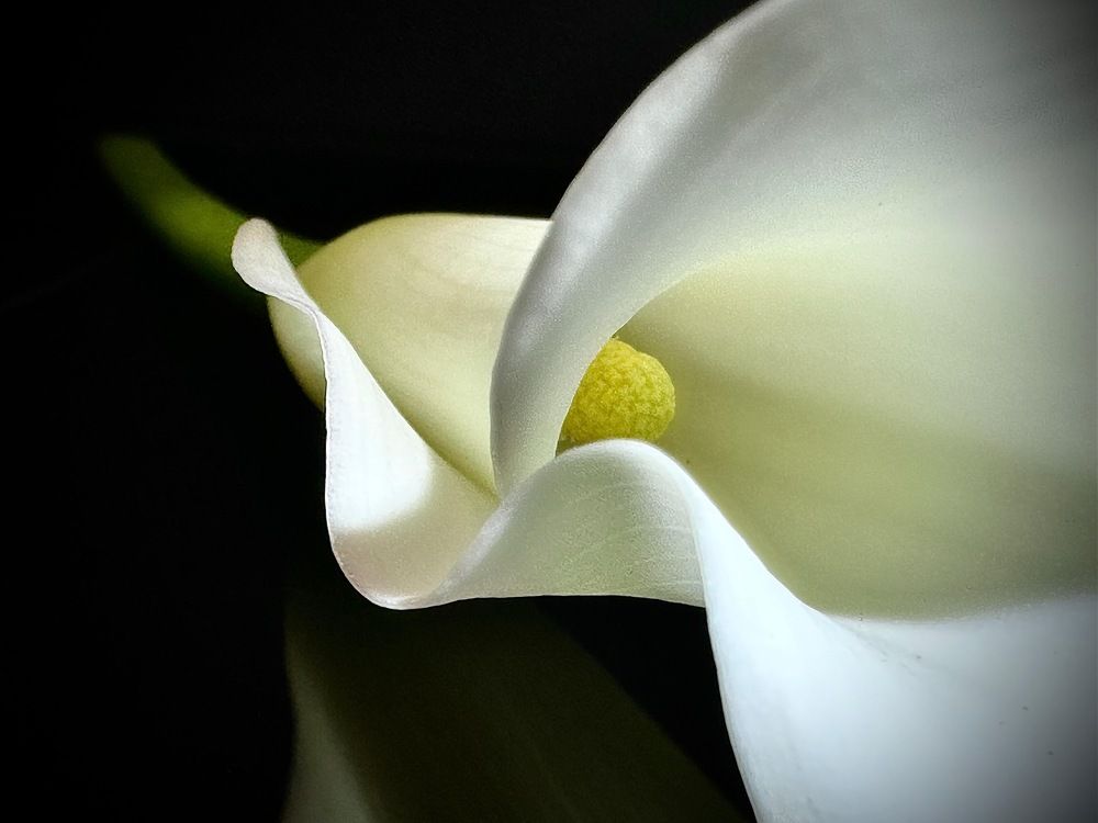 Photograph by Светлана Рашидова