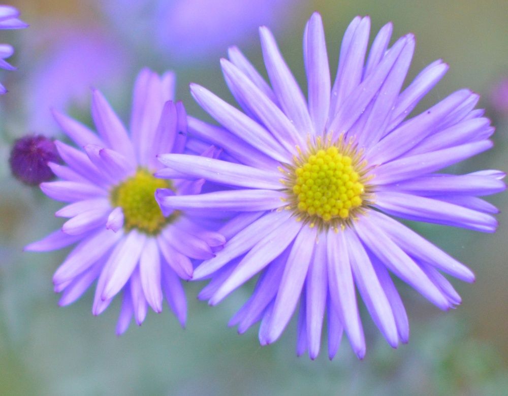 Фотография автора Olga Belikova