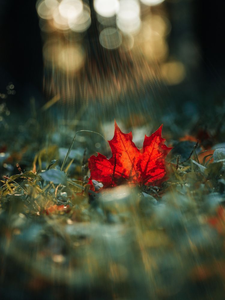 Фотография автора Vadim Pospelov