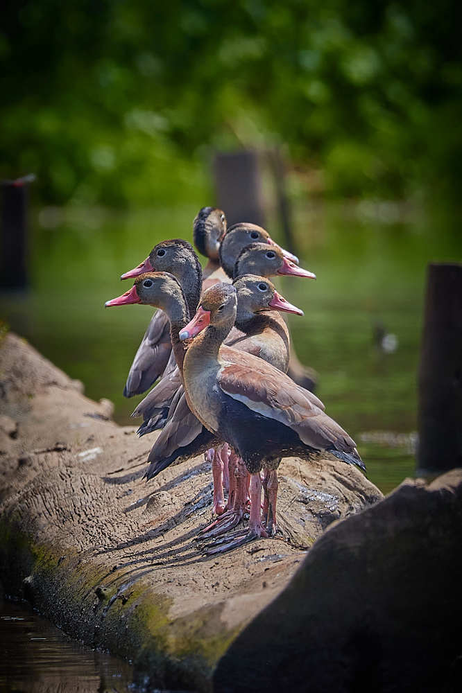 Photograph by Jean Posner