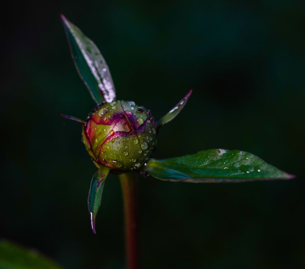 Photograph by 