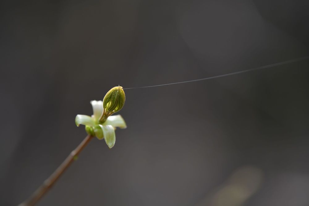 Photograph by Olga Egelnitskaya