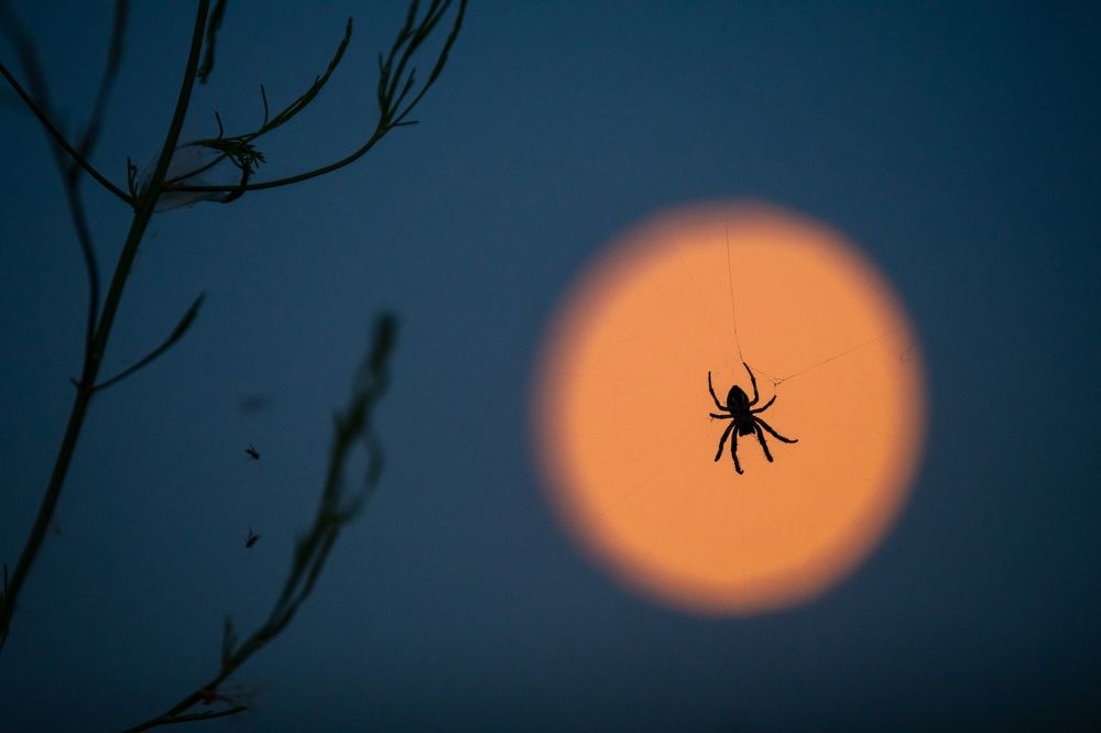 Ночной охотник