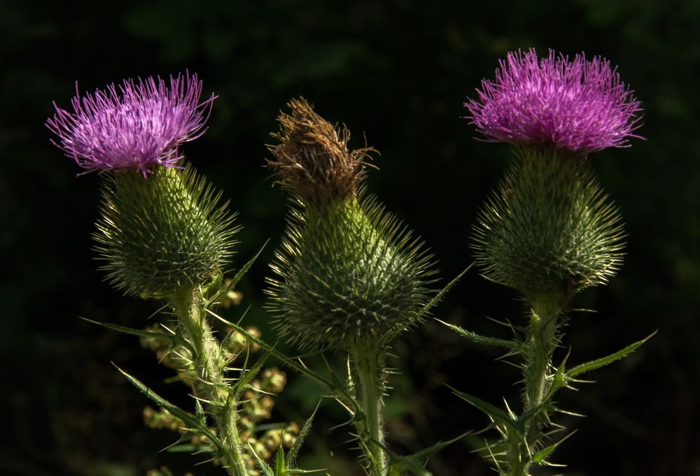Photograph by Александр Халимов