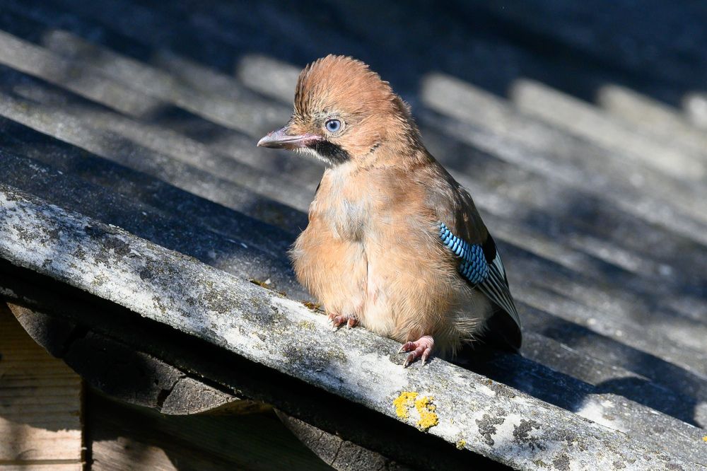 Фотография автора Мария Уланова