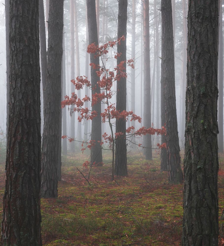 Поздняя осень в лесу