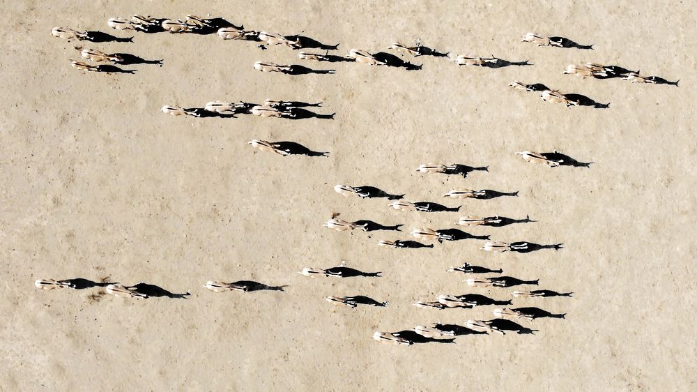 Photograph by seyedmohamad tabrizi