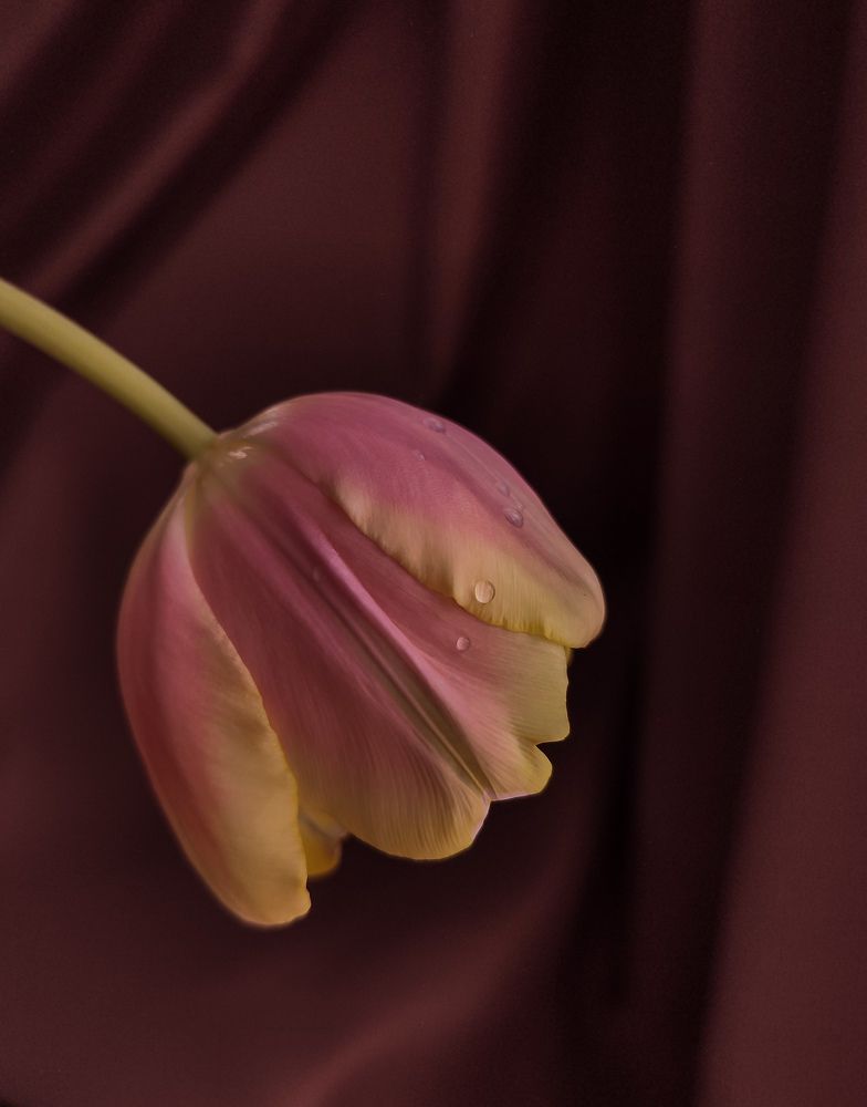 Фотография автора Мария Филиппова