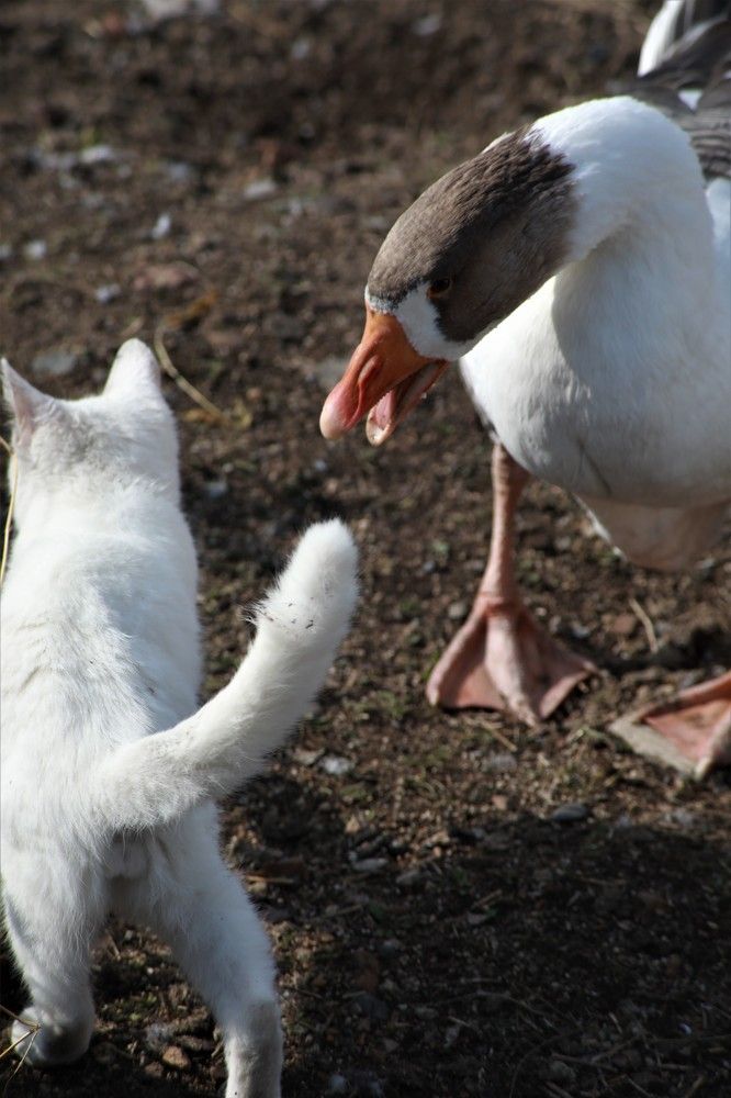 Photograph by Переверзева Татьяна
