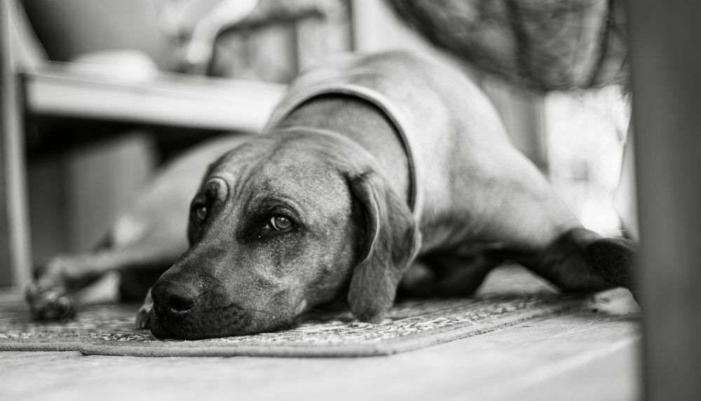 Фотография автора Екатерина Беридзе