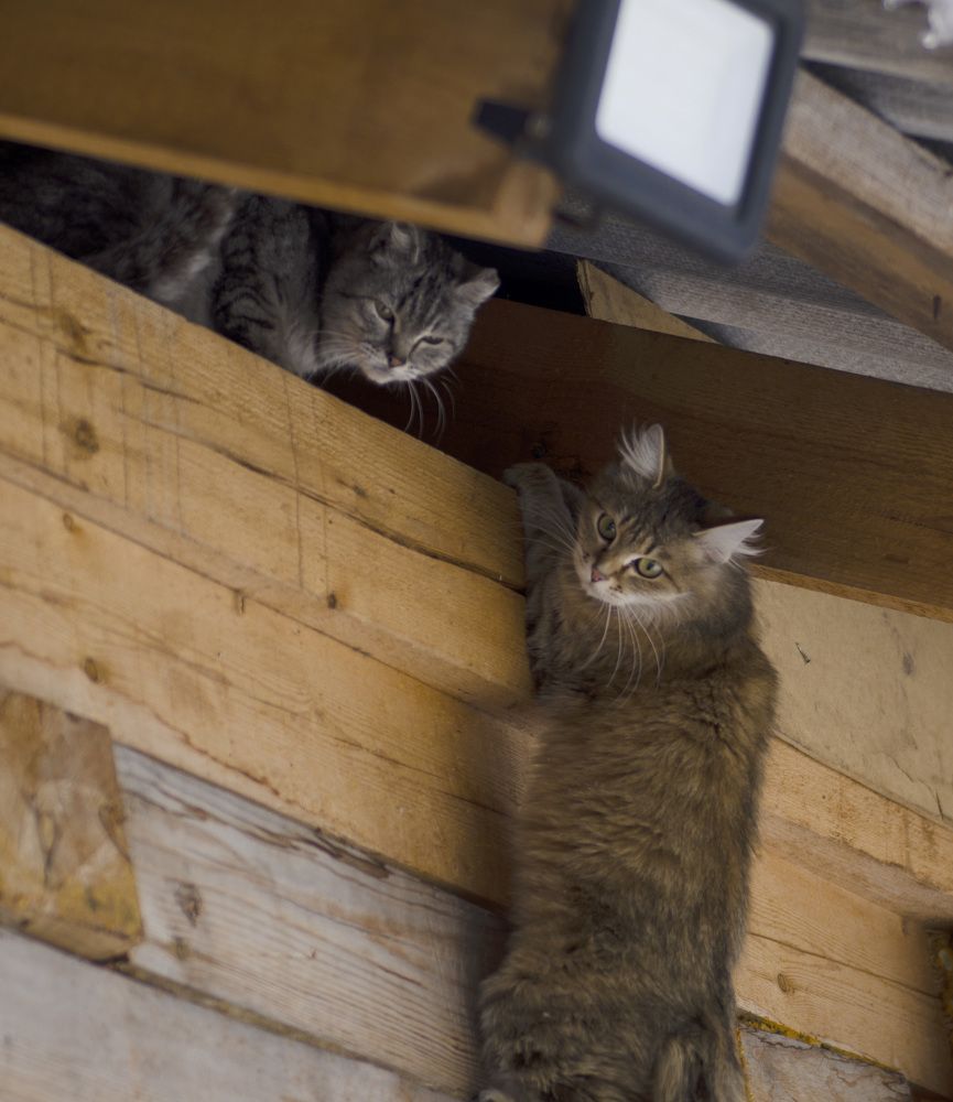 Photograph by Эльвира Быкова